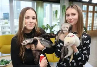 Jak wygląda życie z fretką? "Wykazują większą inteligencję niż psy" 