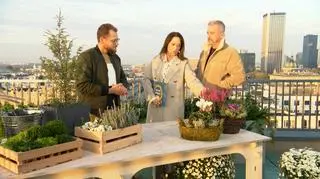 Jak jesienią i zimą dbać o ogród na balkonie? "Pamiętajmy tylko, żeby tych roślin nie przelać"
