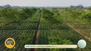 Dzieci świata - plantacje jaśminu w Egipcie  