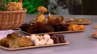 różne gatunki grzybów 