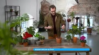 "Co z tego wyrośnie". Jak obudzić rośliny na wiosnę?