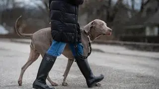 Jak nauczyć psa chodzić przy nodze? Sprawdź przydatne porady i tricki