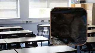 W szkole zamieszkały nietoperze 