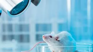 Amerykańscy naukowcy odmłodzili myszy