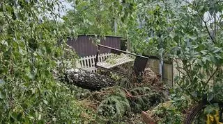 złamane drzewa
