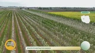 Spacer po kwitnących sadach 