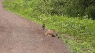 Guziec ucieka przed lwem