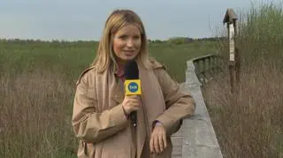 Spacer po bagiennych kładkach pod Warszawą. "Możemy tu podziwiać dziką przyrodę, słuchać śpiewu ptaków"