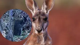 Mieszkańcy na ulicy jednego z polskich miast dostrzegli... kangura. Nagranie podbija sieć