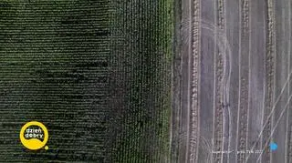 Największa plantacja marihuany, której nigdy nie było - Superwizjer
