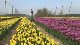 "Polska Holandia" w Chrzypsku Wielkim. Oto piękne dywany kwiatów z tulipanów 