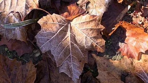 Prognoza pogody na 5 dni