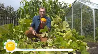 Sierpniowe warzywa. Jak dbać o warzywa, by dawały plony aż do jesieni? Łukasz Skop wyjaśnia i zdradza przepis na patisony
