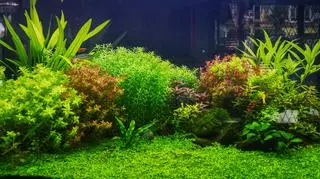 Rośliny do akwarium dla początkujących. Sadzenie krok po kroku, rodzaje i gatunki roślin