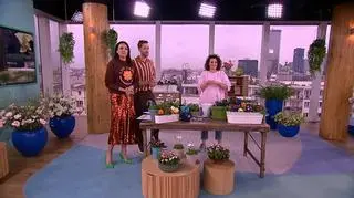 Prymulki i stokrotki odporne na przymrozki