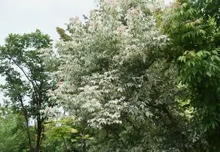 Klon jesionolistny – odmiany ozdobne i przycinanie. Jak uprawiać Acer negundo?