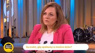 Co zrobić, gdy spotkamy w mieście dzika? "Sam z siebie nie atakuje"