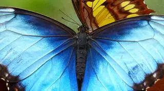 Niebieski i żółty motyl