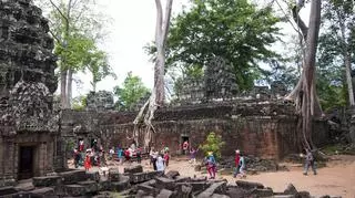 Wyjątkowa roślina z Kambodży przypomina ludzkiego członka. Dlaczego turyści ją niszczą?