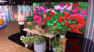 Jak prawidłowo przezimować pelargonie?