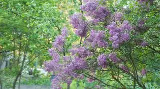 Lilak i czarny bez - czym się różnią? Przepis na aromatyczny napar