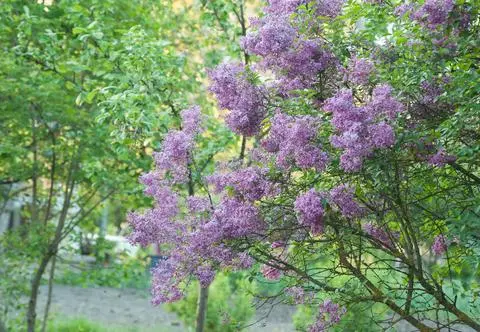 Lilak i czarny bez - czym się różnią? Przepis na aromatyczny napar