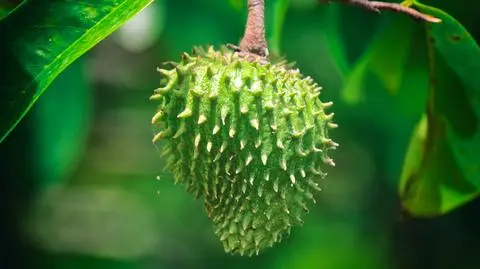 Graviola