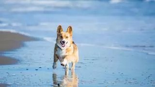 Czy z psem można wejść na plażę? Sprawdź, o czym powinieneś pamiętać
