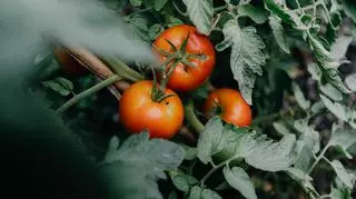 Jakie są najczęstsze choroby pomidorów? Objawy i zwalczanie