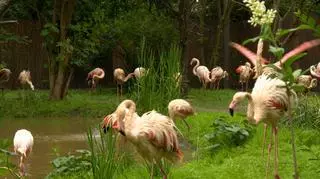 Basen, fontanna i sypialnia - flamingi z wrocławskiego zoo doczekały się luksusowej rezydencji
