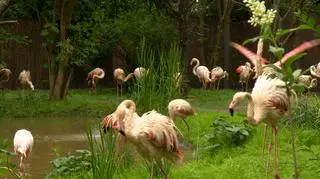 Basen, fontanna i sypialnia - flamingi z wrocławskiego zoo doczekały się luksusowej rezydencji