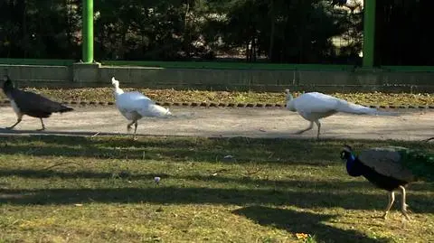 Białe pawie z lubińskiego zoo