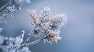 Siarczyste mrozy nie odpuszczają. Gdzie zrobi się naprawdę bardzo zimno? 