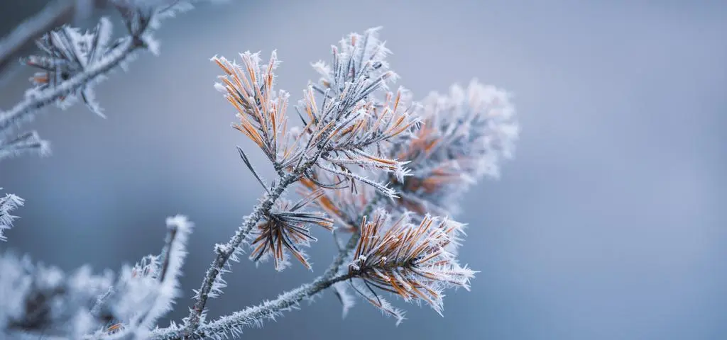 Siarczyste mrozy nie odpuszczają. Gdzie zrobi się naprawdę bardzo zimno? 