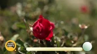 Królestwo zapachu - różane ogrody Omanu