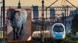 Owca w pampersie w Pendolino. Niezwykły pasażer wywołał sensację wśród podróżnych