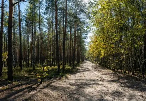 Zakaz wstępu do lasu. "Potencjalne zagrożenie niewybuchami" 