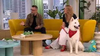 Pies gryzie meble? "To się kończy poważnymi remontami"