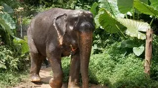 Phuket w Tajlandii. Plaże, atrakcje turystyczne i słonie w naturalnym środowisku 