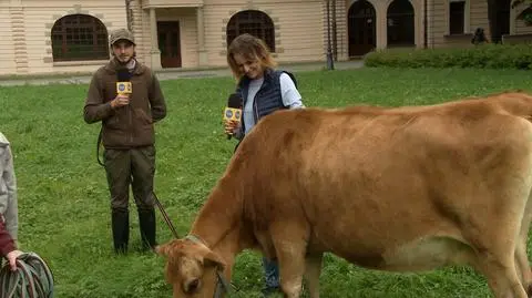 Krowa Hortensja atrakcją Żywca