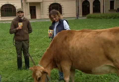 Krowa Hortensja atrakcją Żywca