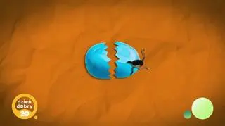 20 niezapomnianych: czasem słońce, czasem deszcz - napisy