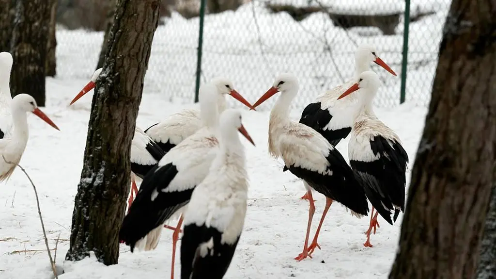Bocian Krutek wrócił do Polski