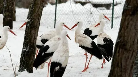 Bocian Krutek wrócił do Polski