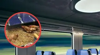 Kurza niespodzianka w pierwszej klasie. Trwa polowanie na żartownisia