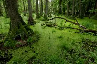 Dolina Baryczy – natura i atrakcje