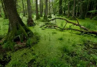 Dolina Baryczy – natura i atrakcje. Sprawdź, co warto zobaczyć