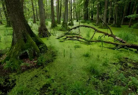 Dolina Baryczy – natura i atrakcje. Sprawdź, co warto zobaczyć