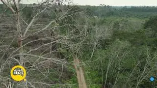 Dzieci świata - plantacje oleju palmowego 