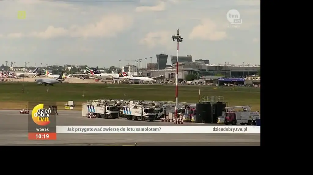 Jak przygotować zwierzę do lotu samolotem?